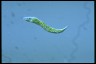 Euglena mutabilis