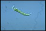 Euglena mutabilis