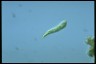 Euglena mutabilis