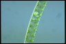 Spirogyra