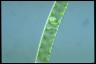 Spirogyra