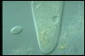 Paramecium