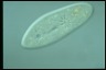 Paramecium