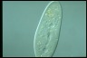 Paramecium