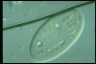 Paramecium