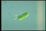 Cylindrocystis