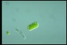 Cylindrocystis