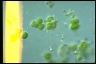 Apatococcus