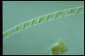 Spirogyra