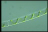 Spirogyra