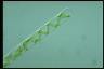 Spirogyra