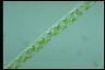 Spirogyra