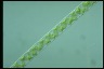 Spirogyra