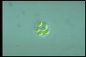 Oocystis