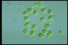 Asterococcus