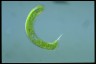 Euglena