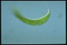 Euglena spirogyra