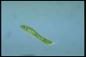 Euglena spirogyra