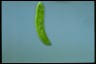 Euglena