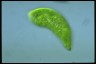 Euglena