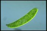 Euglena