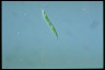 Euglena mutabilis