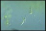 Euglena mutabilis