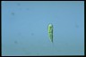 Euglena