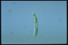 Euglena spirogyra