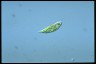 Euglena