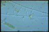 Microsporum