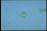 Oocystis