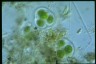 Gloeocystis gigas