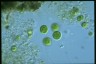 Asterococcus