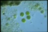 Asterococcus