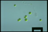 Chlamydomonas