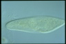 Paramecium