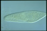 Paramecium