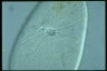 Paramecium