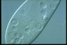 Paramecium caudatum