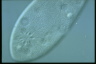 Paramecium caudatum