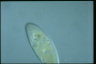 Ophryoglena