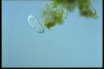 Ophryoglena