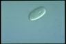 Ophryoglena