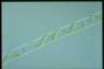 Spirogyra