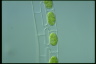 Spirogyra