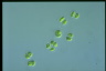 Gloeocystis