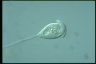 Vorticella