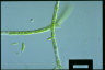 Stigeoclonium