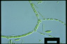 Stigeoclonium